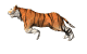 tiger_run_md_wht_26673.gif (6362 bytes)